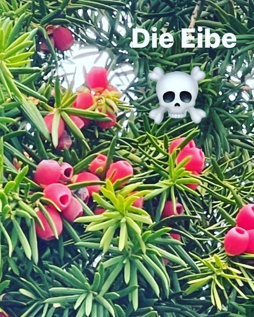 Die Eibe – ein Baum als Waffe