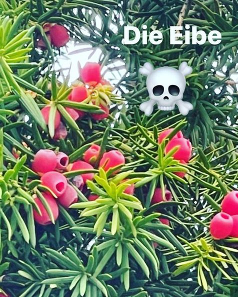 giftige rote Früchte der Eibe mit ihren ebenfalls giftigen Nadeln, rechts oben ein Totenkopf