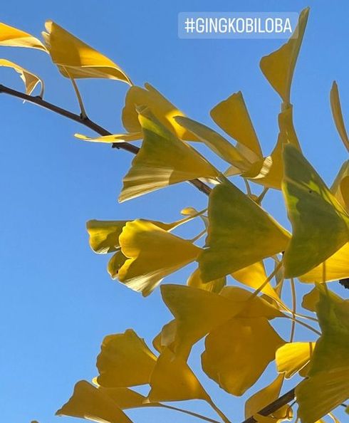 Ein Zweig mit Ginkgoblättern vor blauem Himmel
