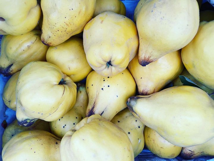 Die Quitte – eine vergessene Frucht?