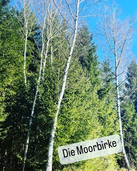 Wald mit 3 Moorbirken im Vordergrund