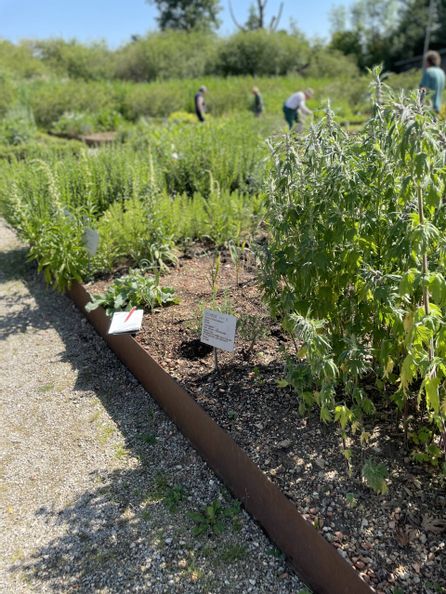 Arzneipflanzengarten mit im Hintergrund arbeitenden Menschen
