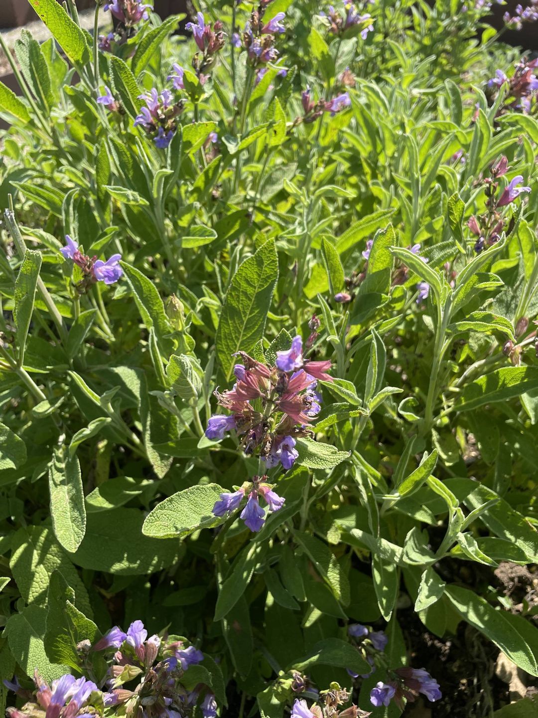 Gibt’s da auch was pflanzliches? Führung im Brenzpark