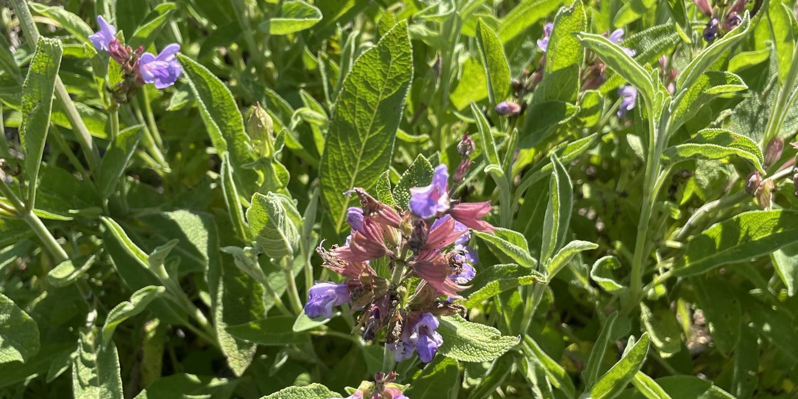 Gibt’s da auch was pflanzliches? Führung im Brenzpark