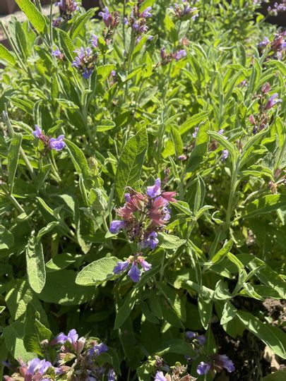 lila blühende Salbeipflanzen