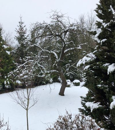 Winterlandschaft im Garten