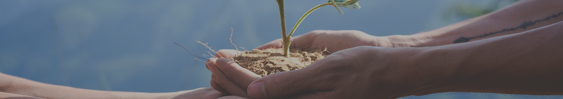 Hand hält Erde mit einer Pflanze drin