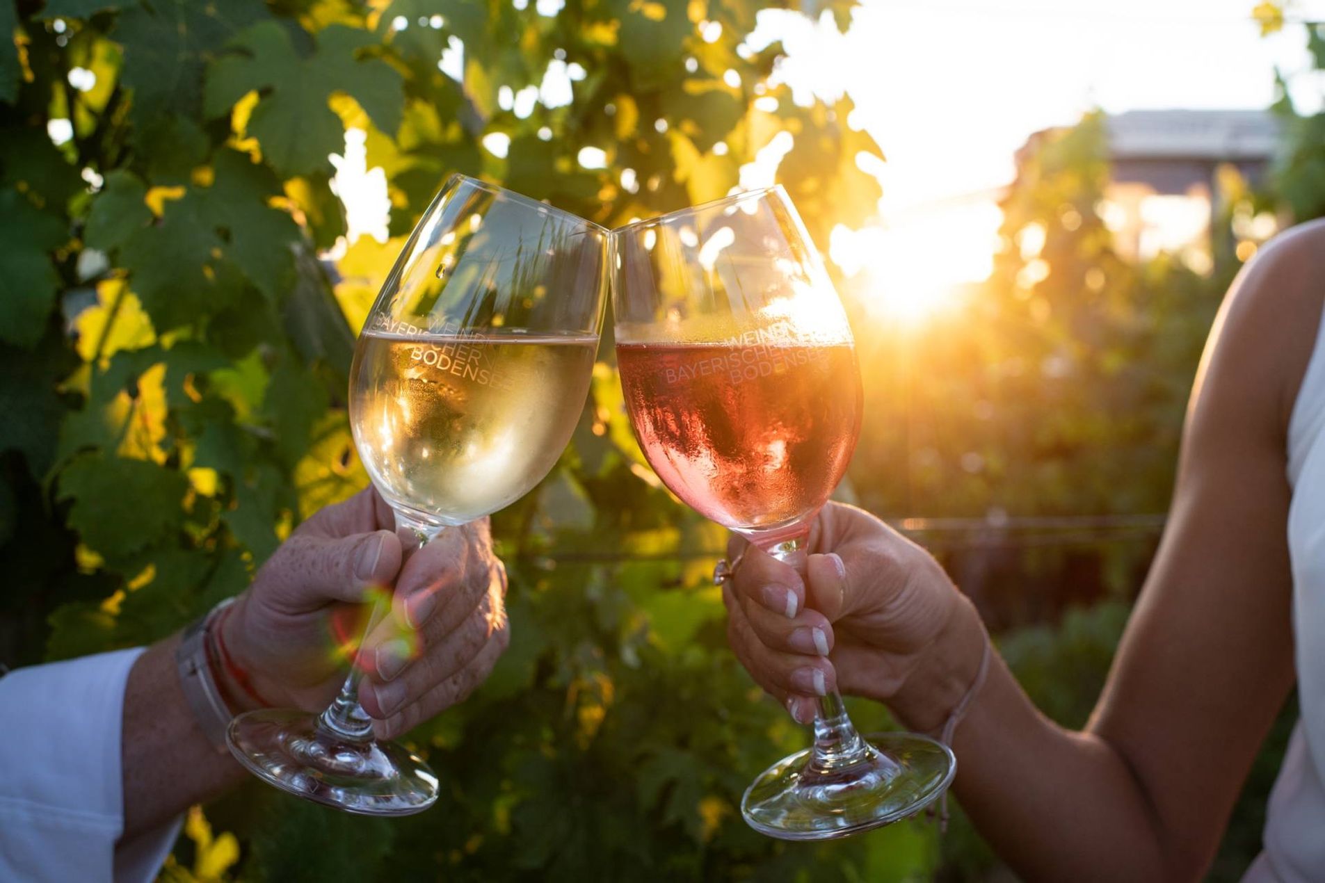 2 Weingläser im Sonnenlicht vor Weinreben