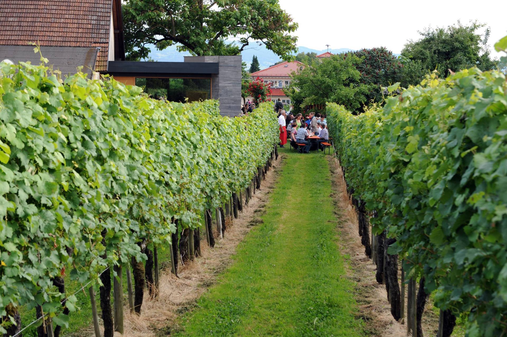 Blick auf Reben und Feiernde beim Winzerhof Gierer an Komm und See