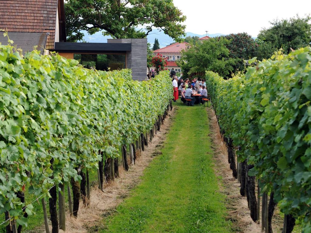 Blick auf Reben und Feiernde beim Winzerhof Gierer an Komm und See