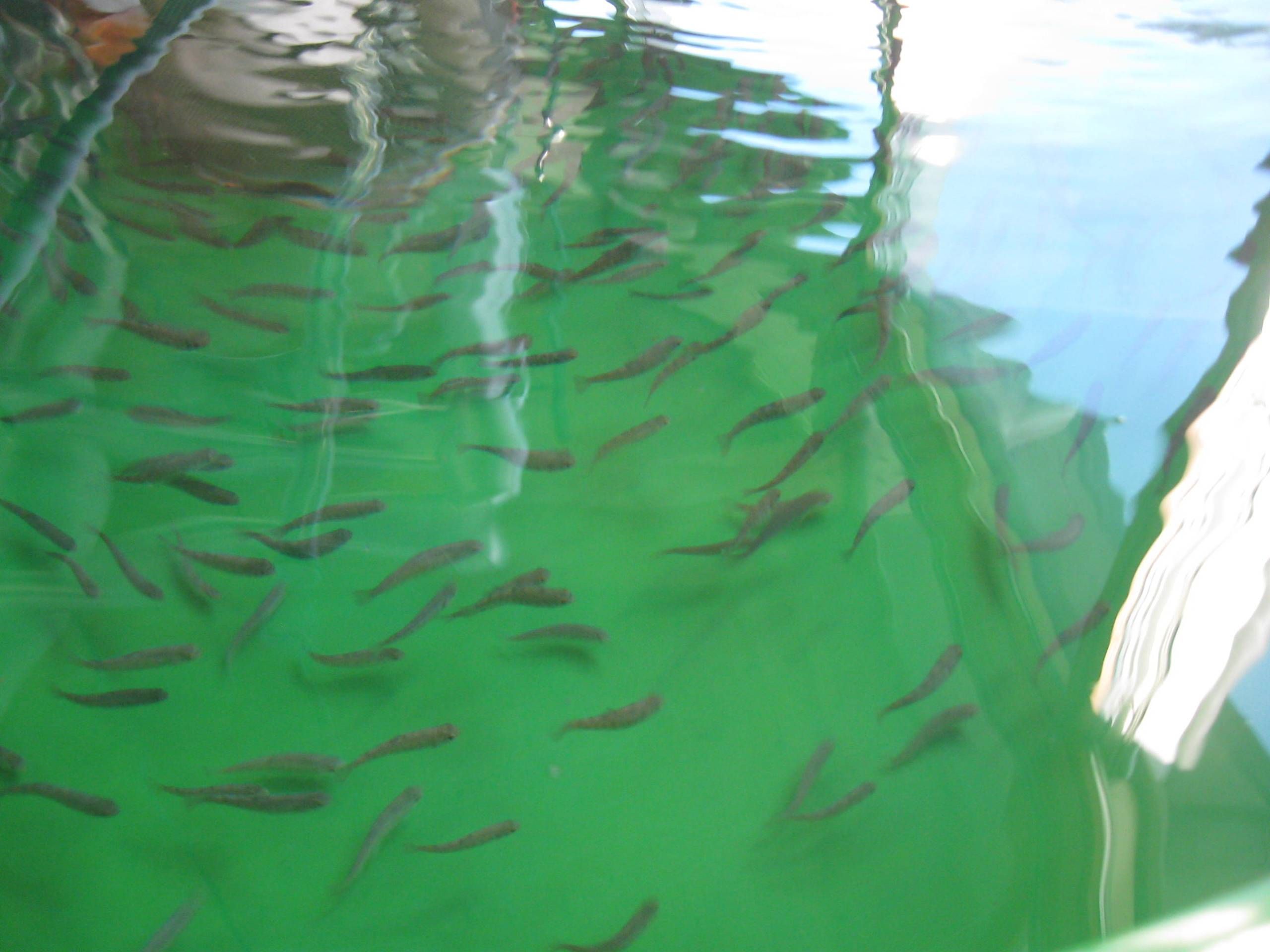 kleine Fische in einem Becken in der Fischbrutanstalt