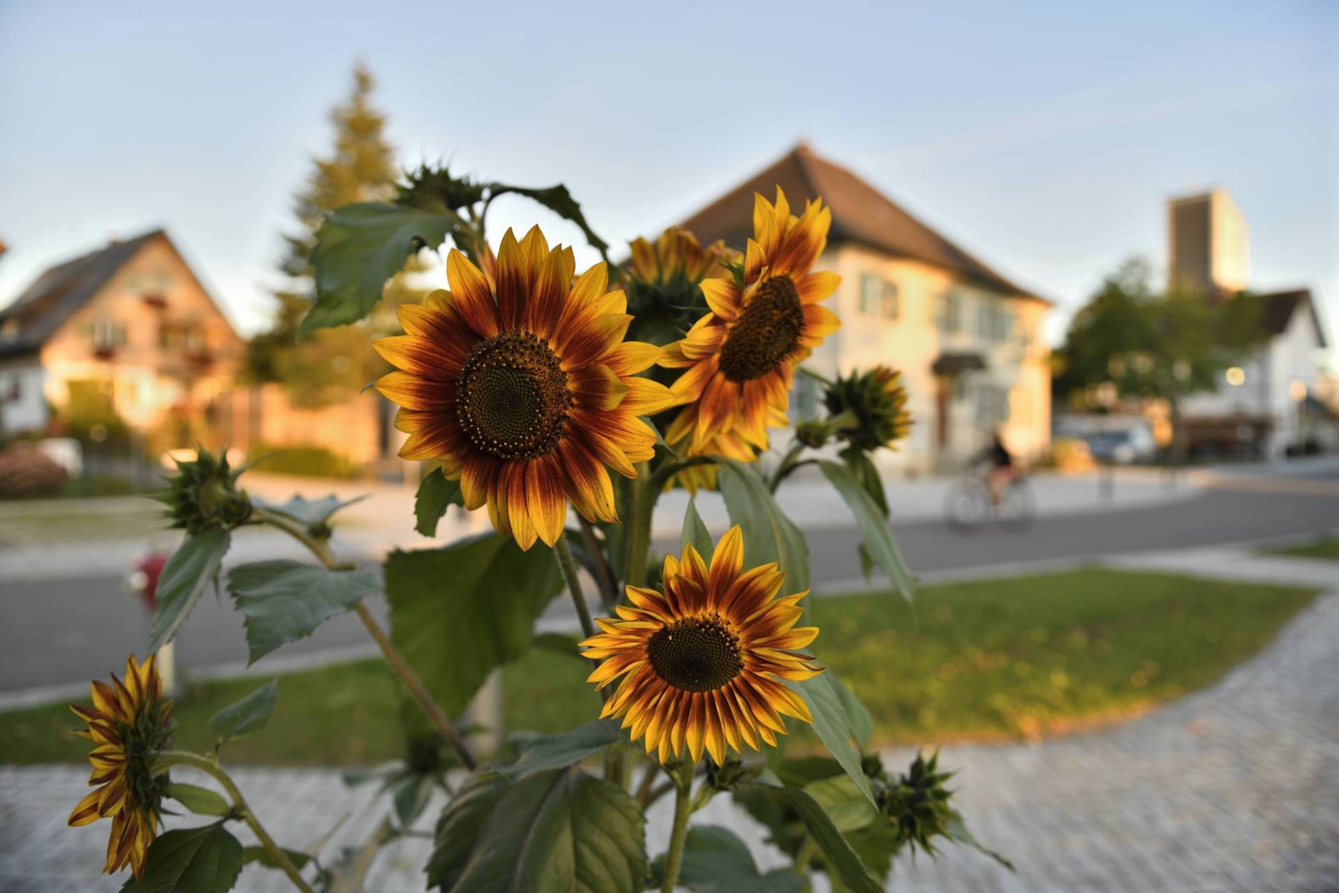 Sonnenblumen und das Rathaus im Hintergrund