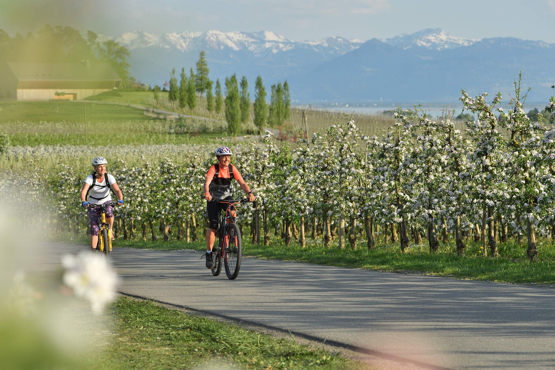 Radfahren fahren durch das prachtvolle Blütenmeer im Wasserburger Umland