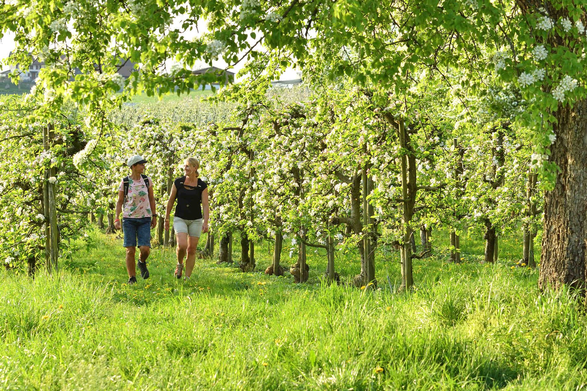 Wanderer wandern durch das prachtvolle Blütenmeer im Wasserburger Umland
