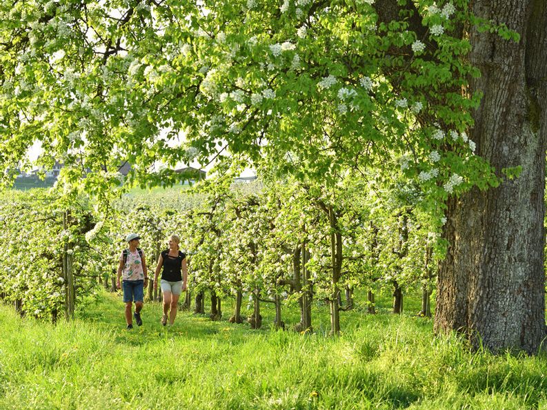 Wanderer wandern durch das prachtvolle Blütenmeer im Wasserburger Umland