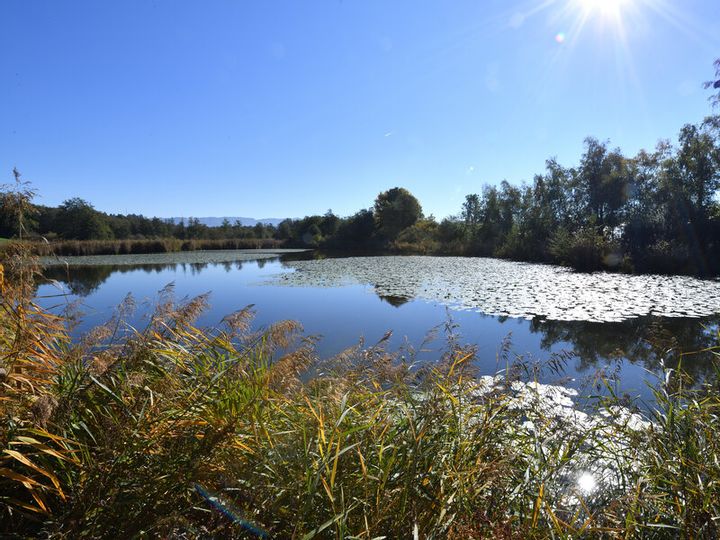 Die Sonne spiegelt sich im Bichelweiher im Naturschutzgebiet in Wasserburg wieder. Im Hintergrund sind Bäume zu sehen.
