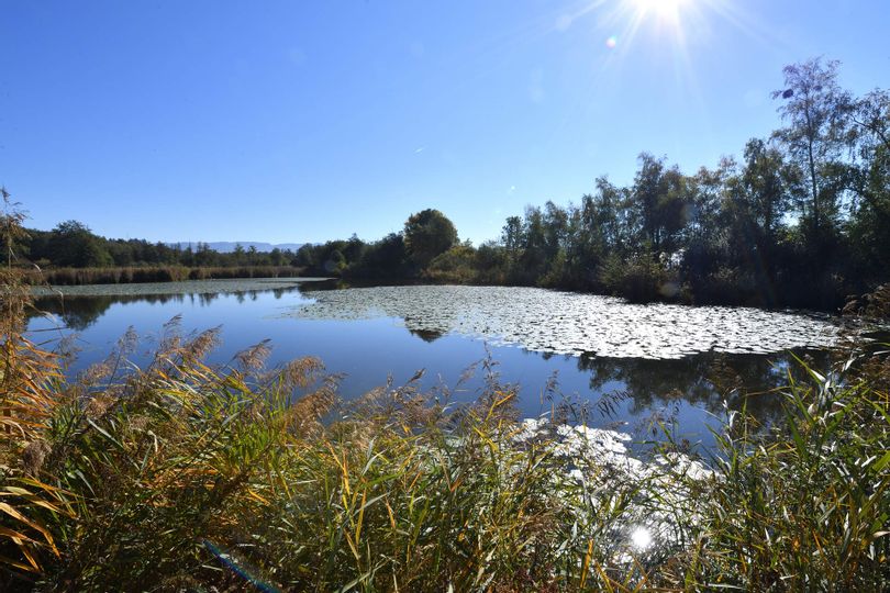 Die Sonne spiegelt sich im Bichelweiher im Naturschutzgebiet in Wasserburg wieder. Im Hintergrund sind Bäume zu sehen.