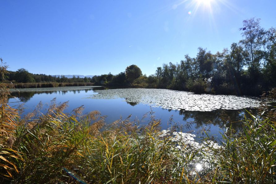 Die Sonne spiegelt sich im Bichelweiher im Naturschutzgebiet in Wasserburg wieder. Im Hintergrund sind Bäume zu sehen.