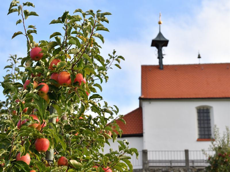 Ein Baum mit Äpfeln im Hintergrund die Antoniuskapelle in Selmnau.
