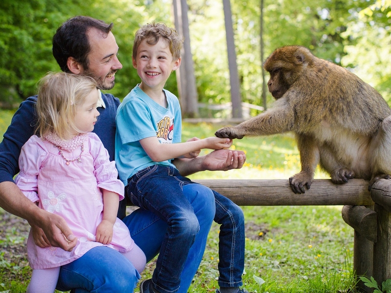 Ein Vater mit seinen zwei Kindern auf dem Affenberg. Sie füttern ein Affen.