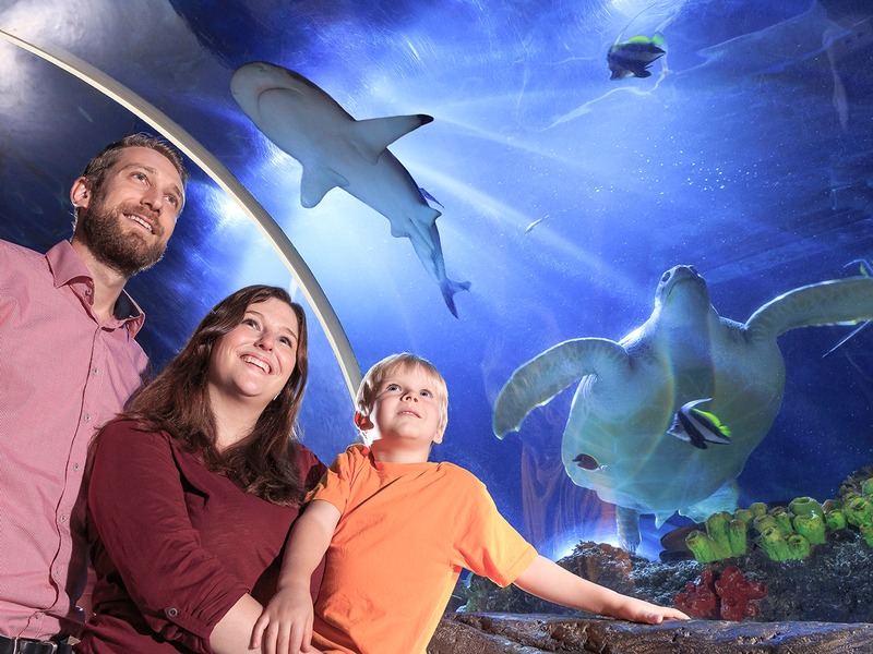 SEA LIFE Konstanz. Eine Familie mit einem Kind steht im Unterwasser Tunnel. Ein Hai und eine Schildkröte schwimmen über sie darüber.