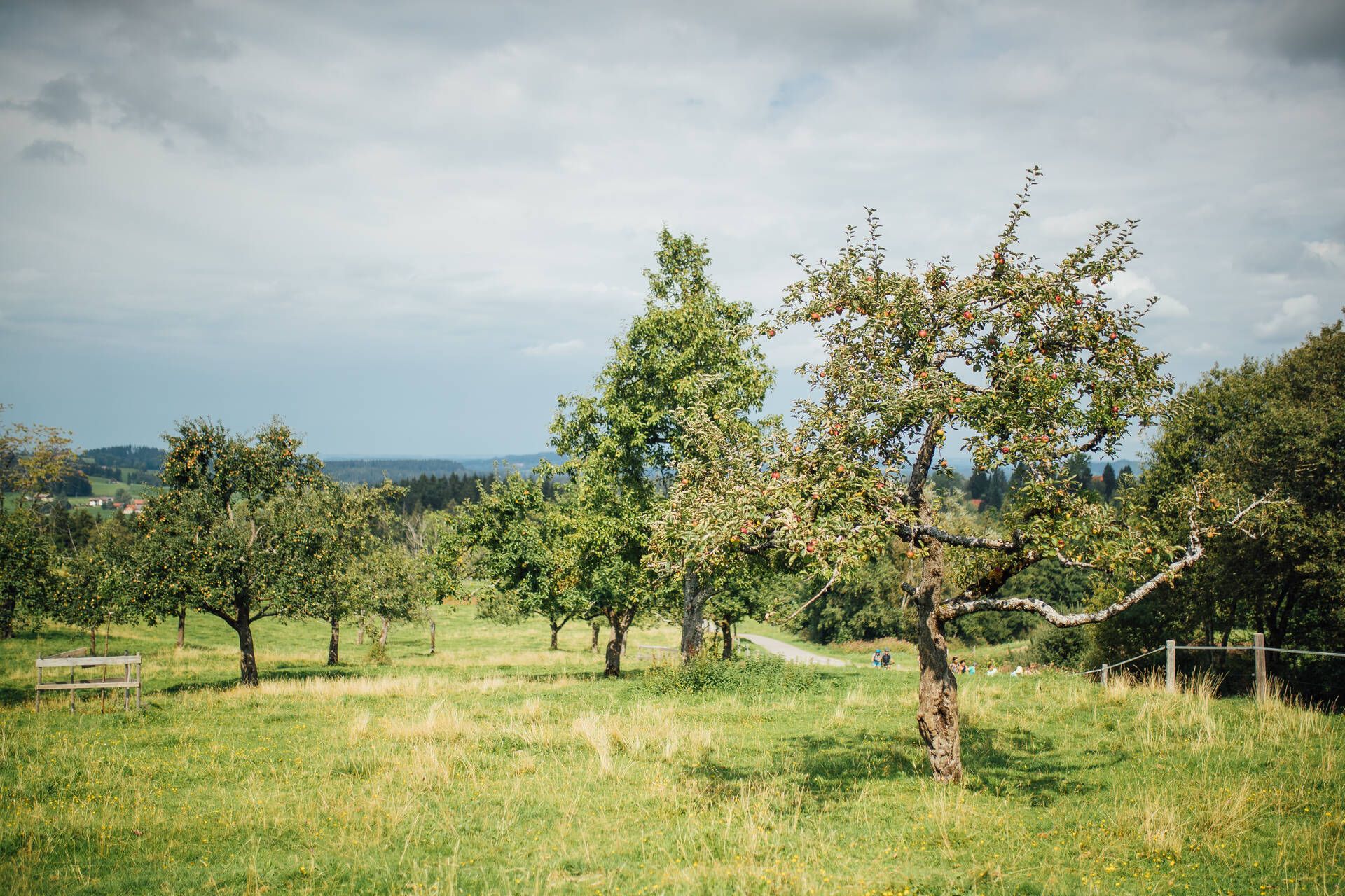 Mehrere Bäume auf einer Streuobstwiese.