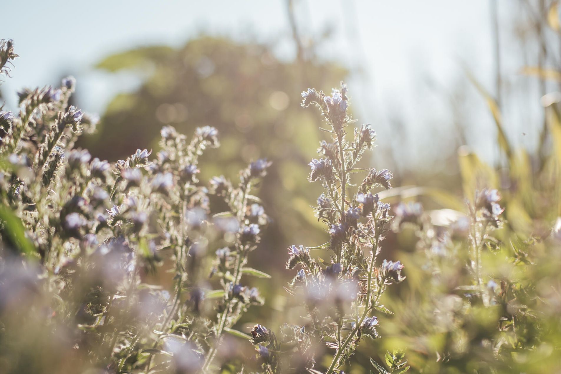 Pflanzen in einem Naturschutzgebiet.