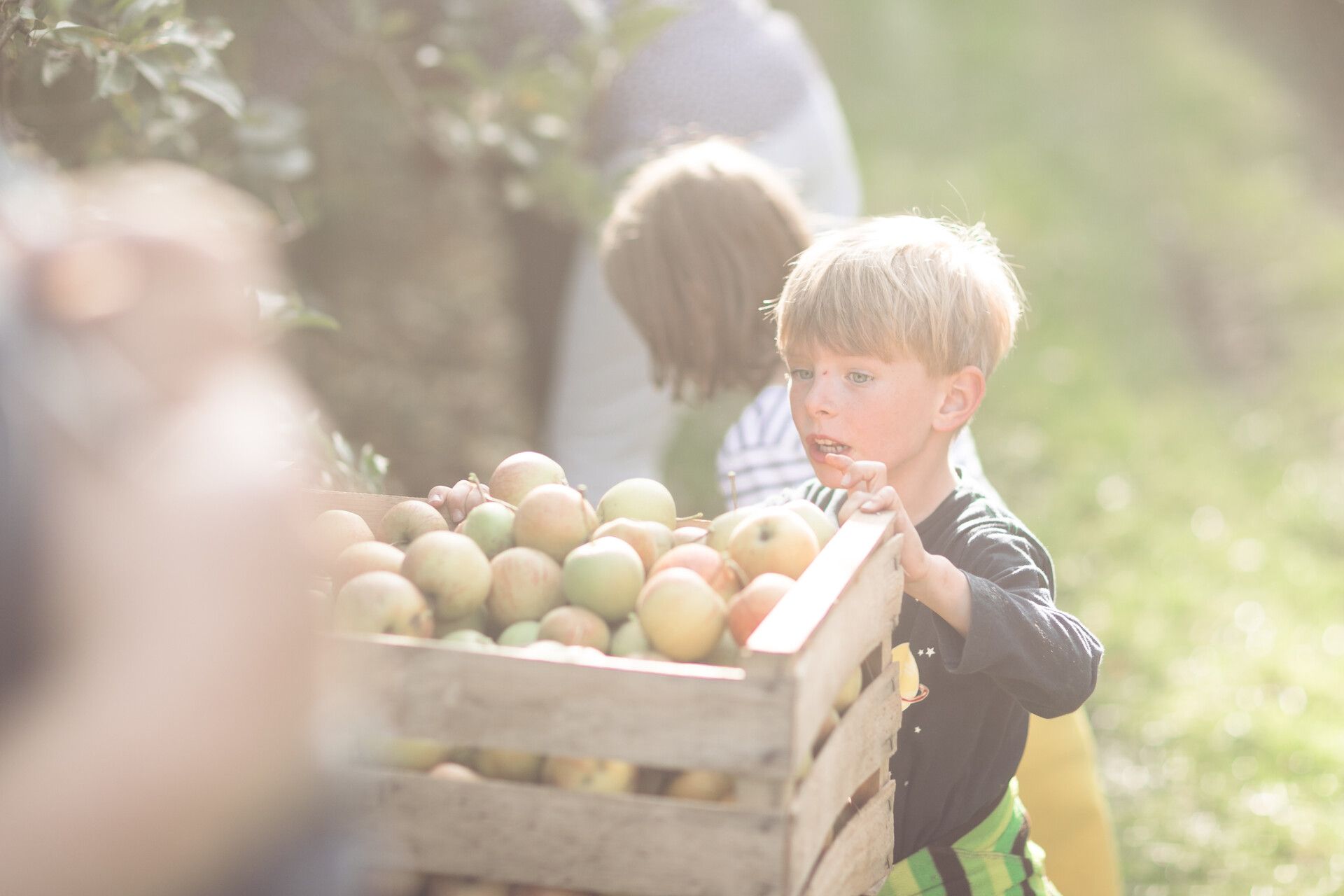 Kind mit Apfelkiste auf dem Ferien und Obsthof Marschall
