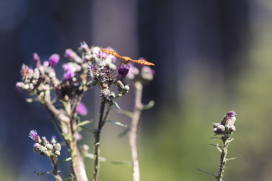 Ein Schmetterling sitzt auf einer Pflanze.