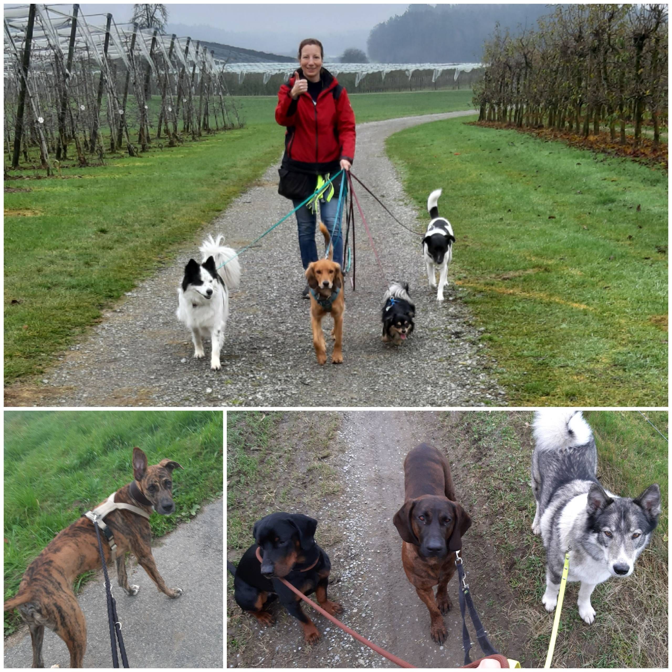 Eine Frau die mit mehreren Hunden Gassi geht.