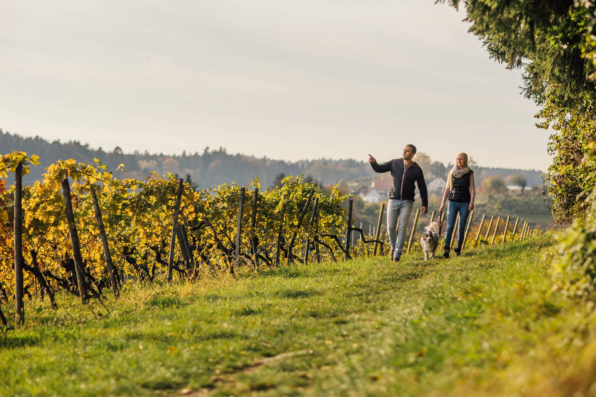 Ein Pärchen spaziert mit ihrem Hund durch ein Wanderweg der durch die Weinberge am Bayrischen Bodensee führt.