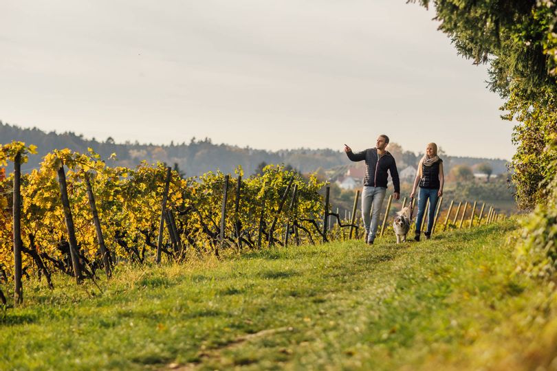 Ein Pärchen spaziert mit ihrem Hund durch ein Wanderweg der durch die Weinberge am Bayrischen Bodensee führt.
