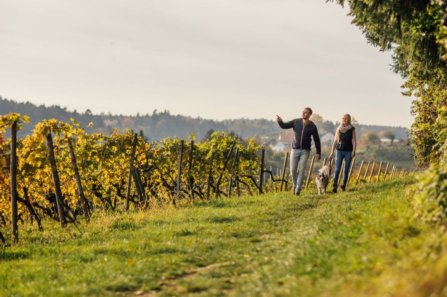 Ein Pärchen spaziert mit ihrem Hund durch ein Wanderweg der durch die Weinberge am Bayrischen Bodensee führt.