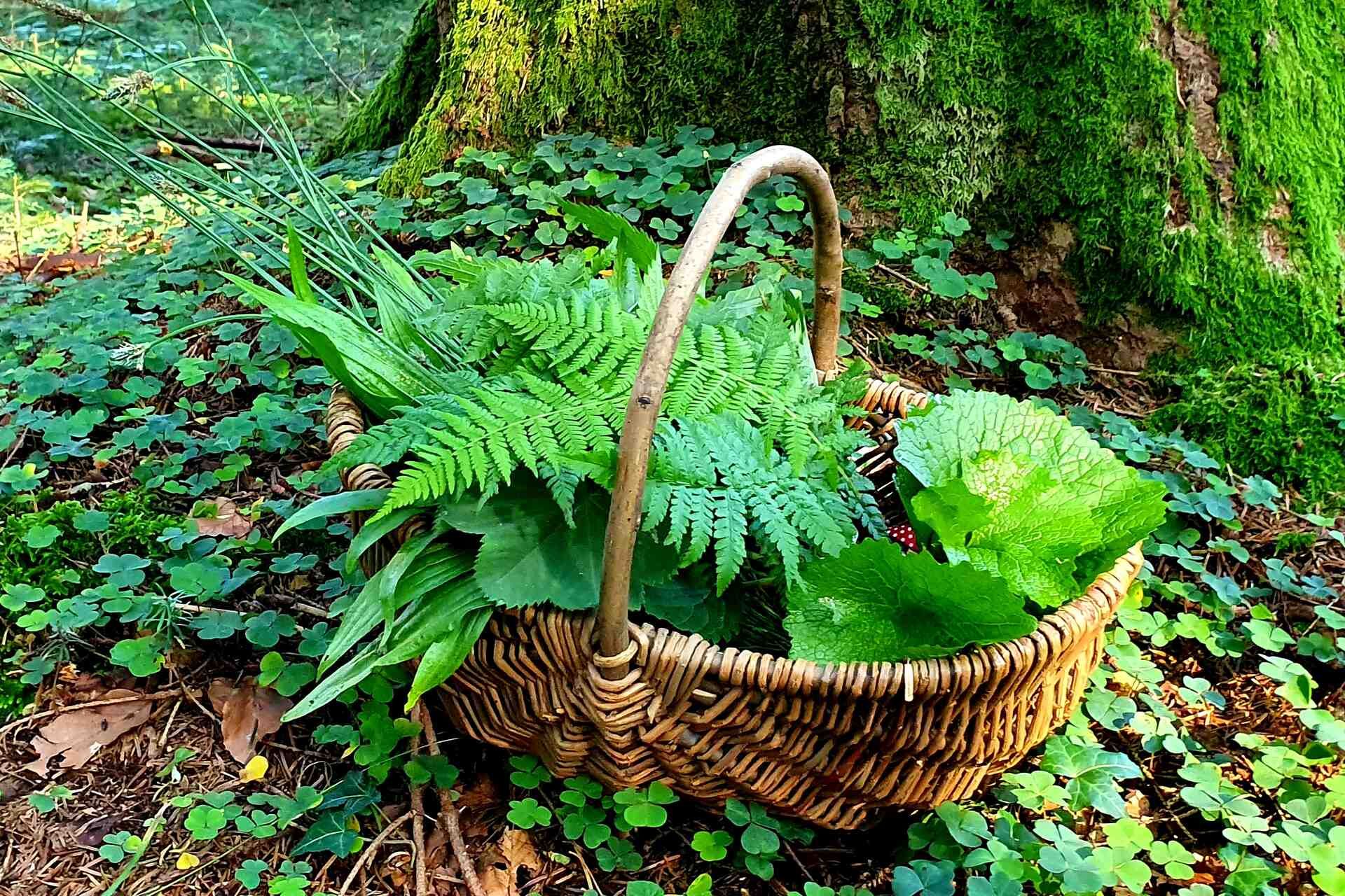 Auf einem Waldboden steht ein Korb voller Kräuter.