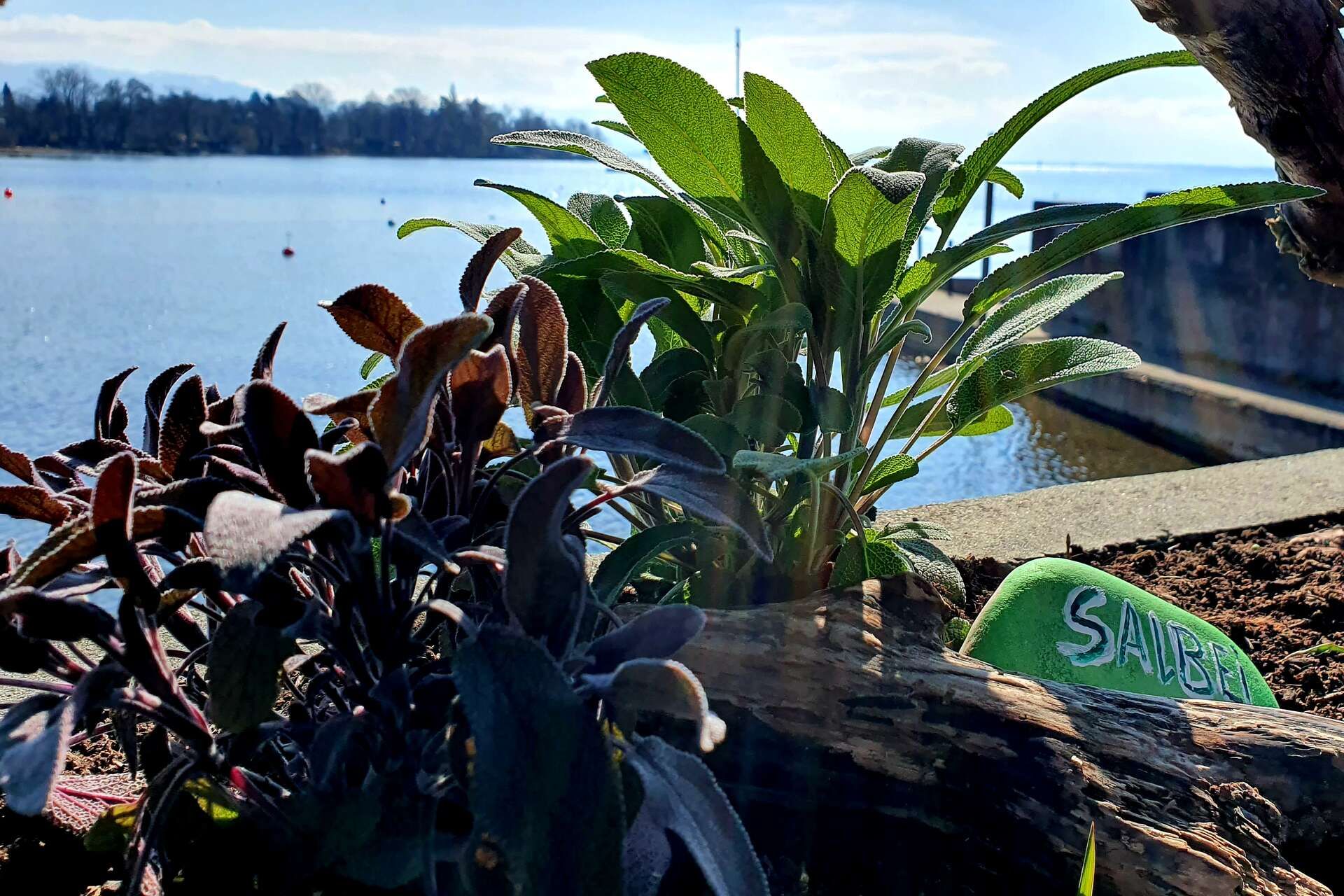 Salbeiplatzen im Hintergrund ist der Bodensee zu sehen.