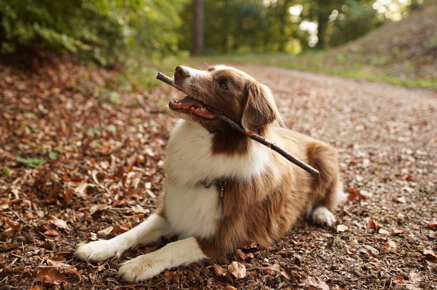 Ein Hund der auf einem Waldweg sitzt und ein Stöckchen im Maul hat.