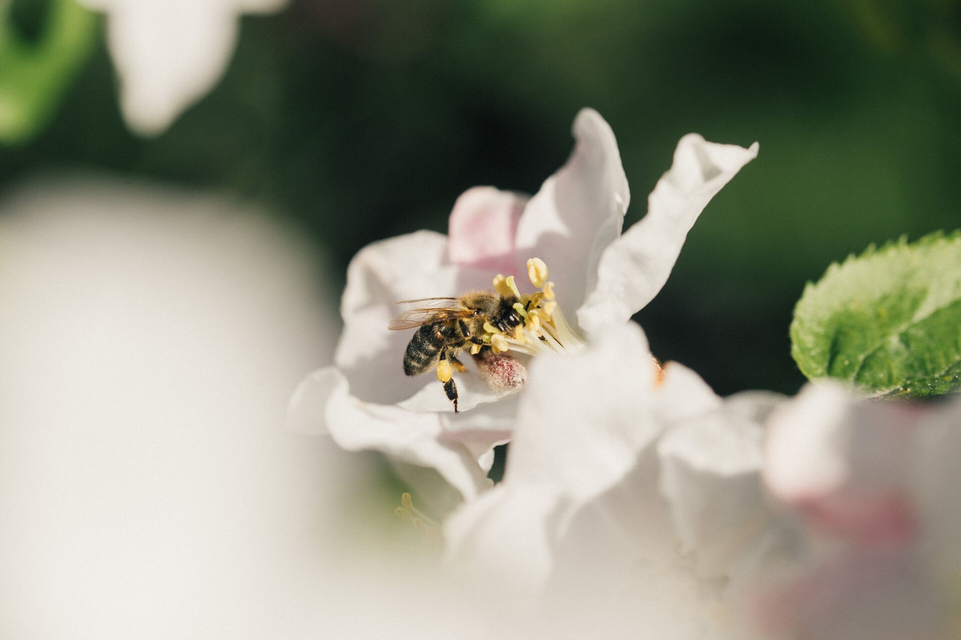 Eine weiße Blüte mit einer Biene die den Nektar saugt.