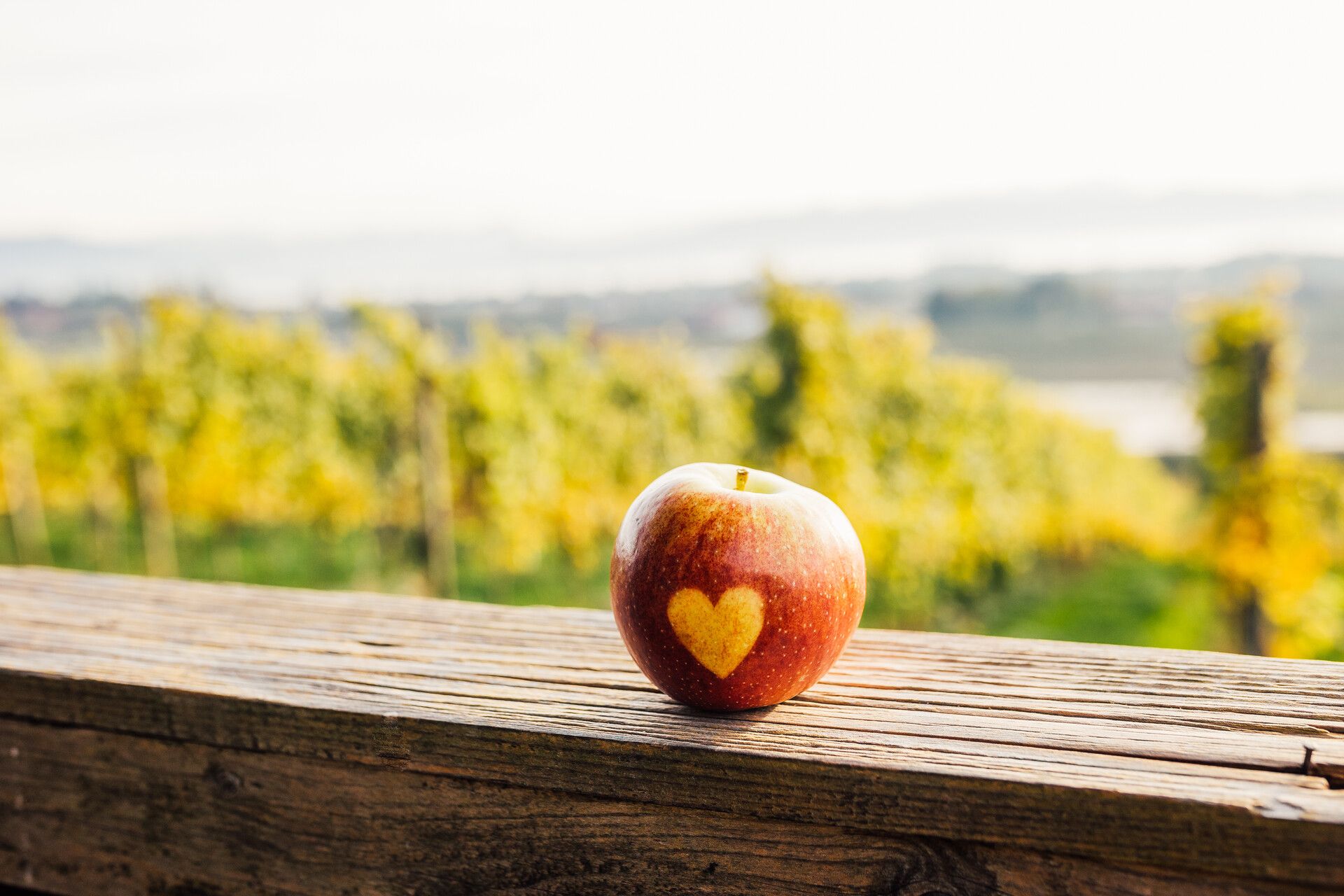 Ein roter Apfel mit Herzabdruck. Im Hintergrund sind verschwommen Obstplantagen sowie der See und die Bergwelt zu sehen.