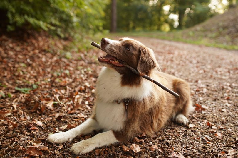 Ein Hund der auf einem Waldweg sitzt und ein Stöckchen im Maul hat.