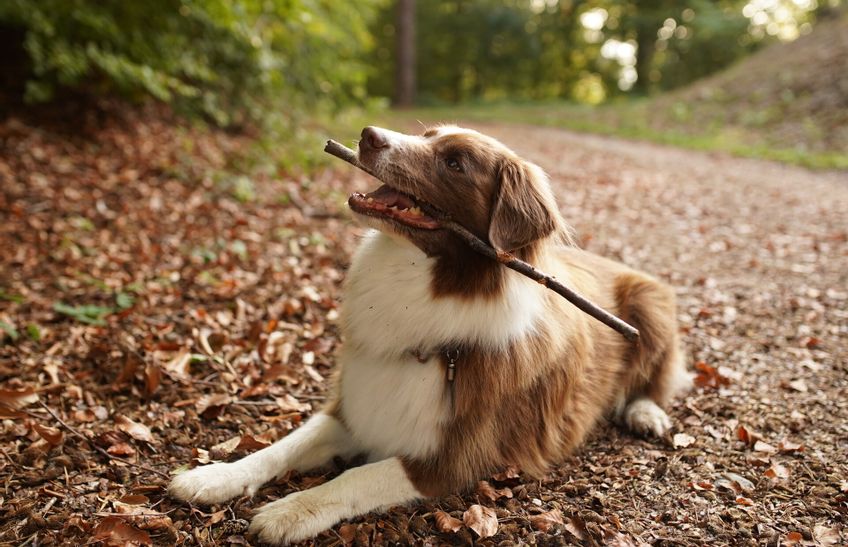 Ein Hund der auf einem Waldweg sitzt und ein Stöckchen im Maul hat.