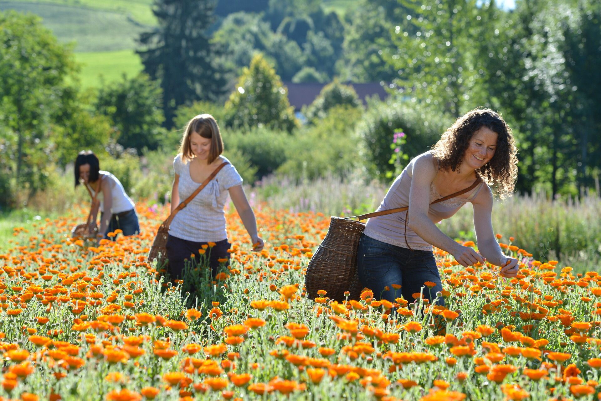 Frauen die in einem Blumenfeld Blumen in Körbe sammeln