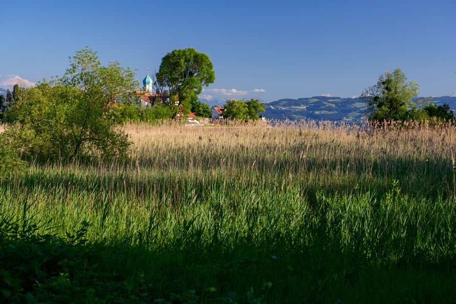 Bild inmitten der Wasserburger-Bucht. Grüne Gräser, Bäume. Im Hintergrund die Halbinsel und Bergpanorama.
