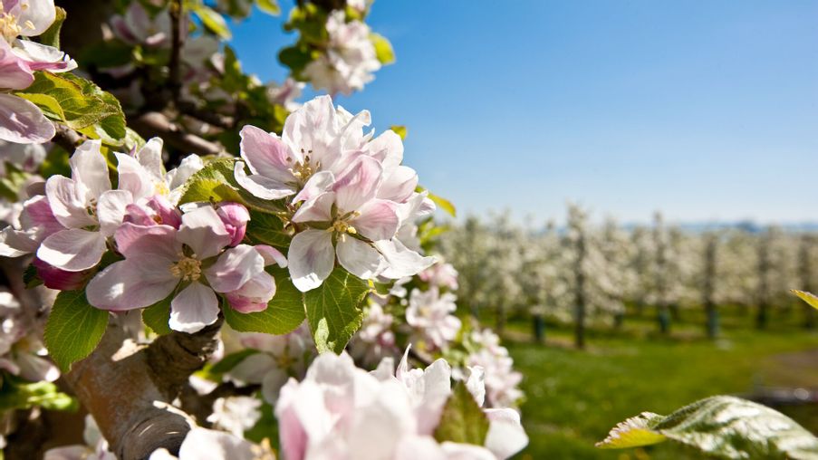 Nahaufnahme einer Baumblüte. Im Hintergrund verschwommen weitere Bäume mit Blüte.