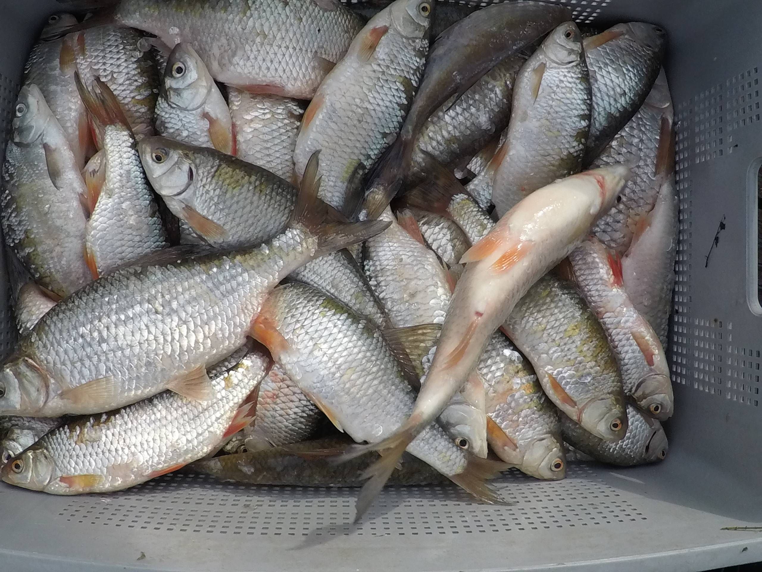 In einer Box lauter fangfrische Rotaugen Fische