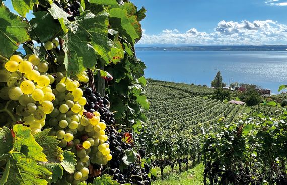 Weintour am Bodensee. Weinberg mit Seeblick und Panorama im Hintergrund an einem sonnigen Tag.