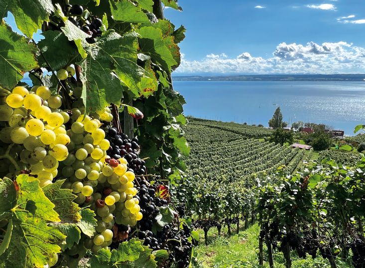 Weintour am Bodensee. Weinberg mit Seeblick und Panorama im Hintergrund an einem sonnigen Tag.
