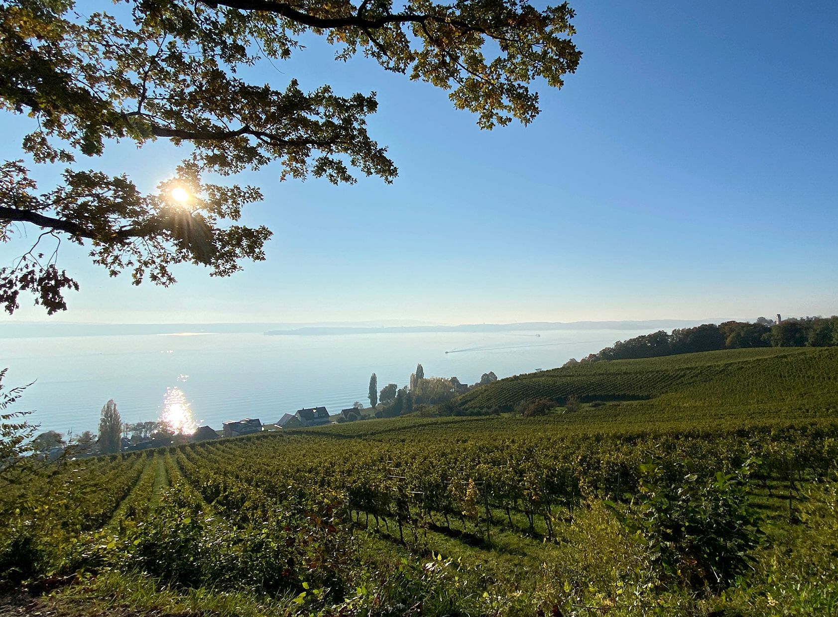 Weintour am Bodensee. Weinberg mit Seeblick und Panorama im Hintergrund an einem sonnigen Tag.
