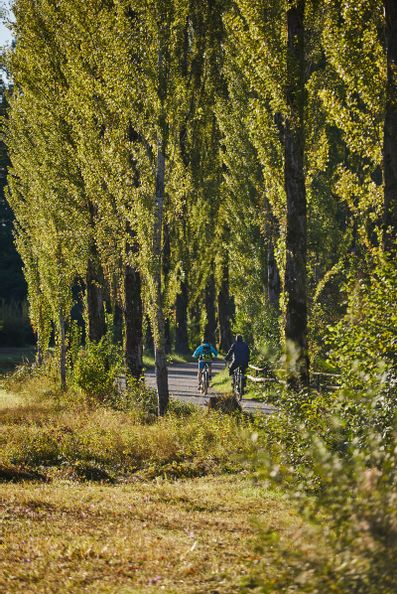 Allee beim Naturschutzgebiet Wasserburger Bucht mit zwei Radfahrern