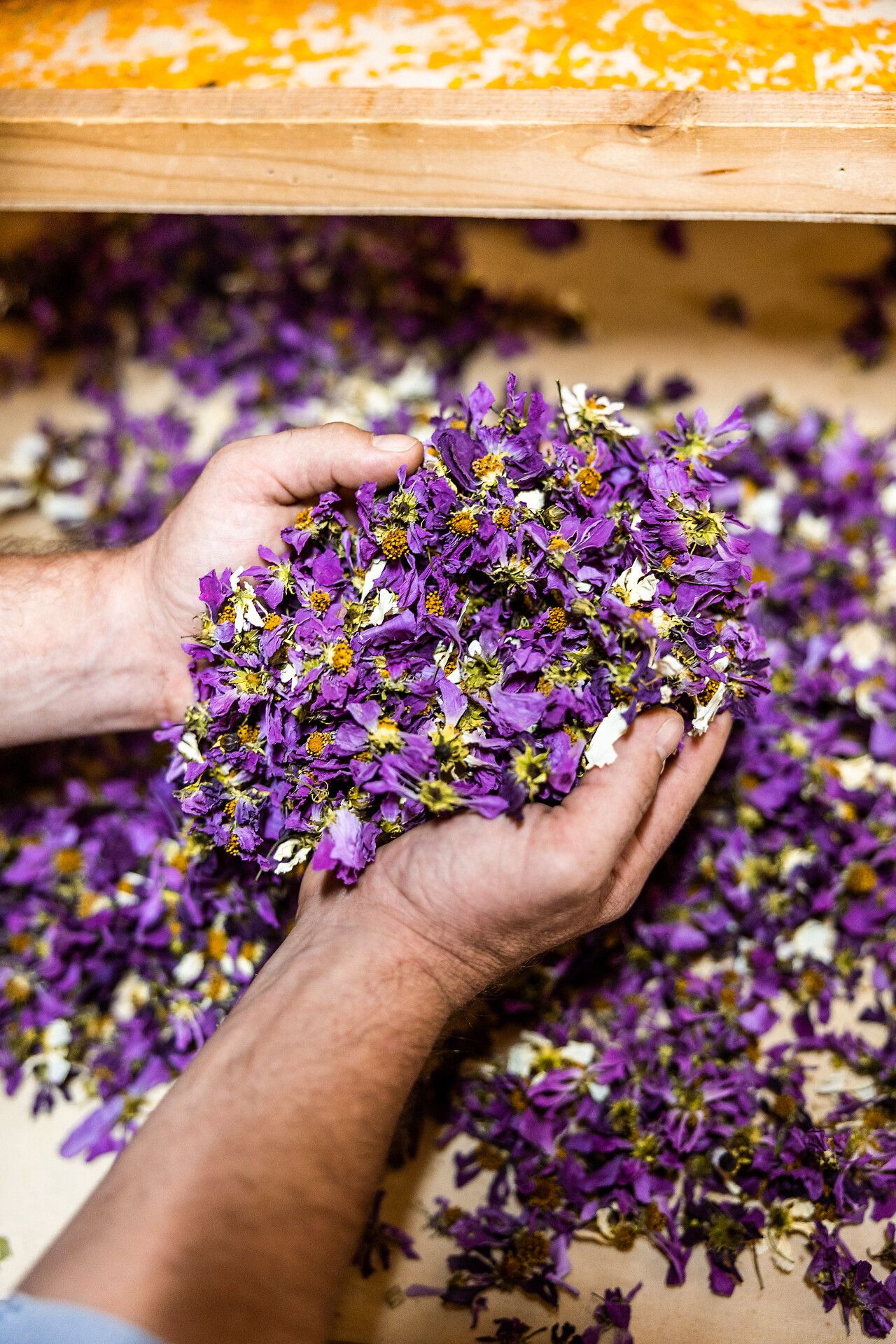Hände die getrocknete Blumen in Lila halten
