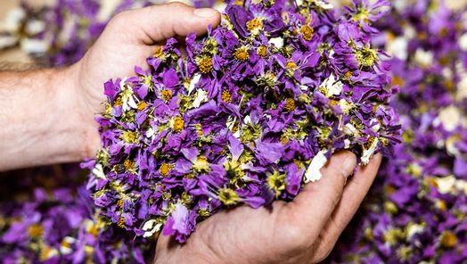 Hände die getrocknete Blumen in Lila halten